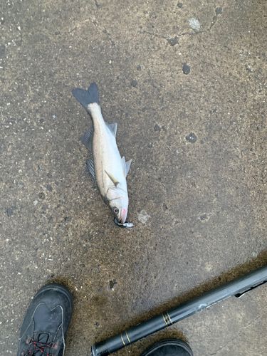 フッコ(マルスズキ)の釣果