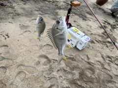 キチヌの釣果