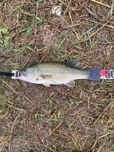 ブラックバスの釣果
