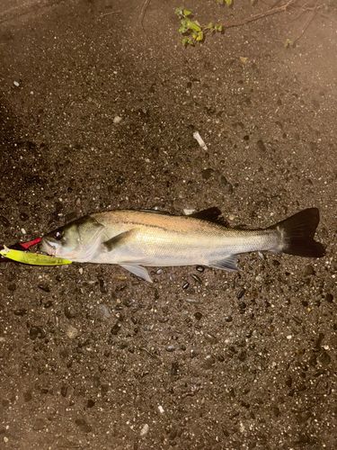 三河湾