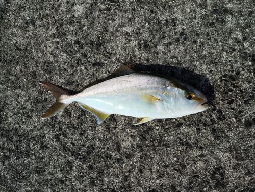ネリゴの釣果