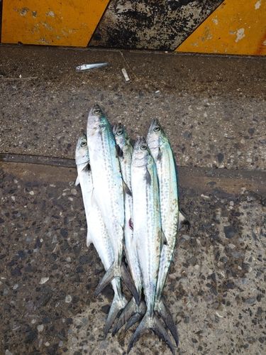 サゴシの釣果