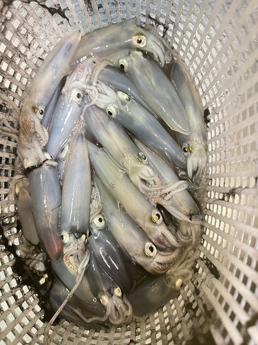 石狩湾