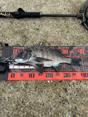チヌの釣果