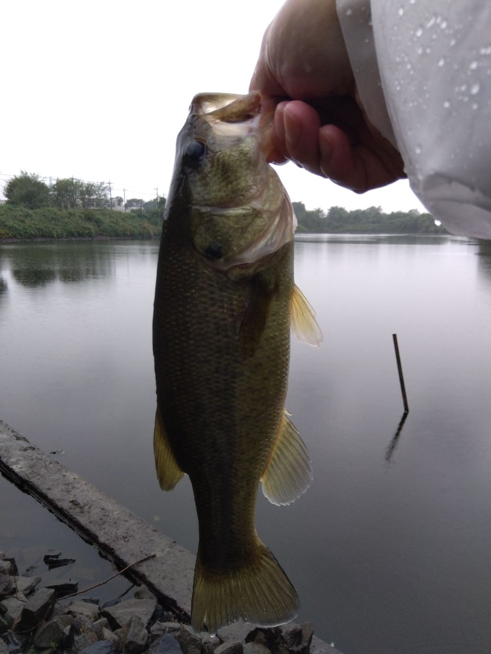 ラージマウスバス