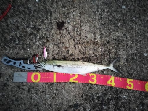 サゴシの釣果