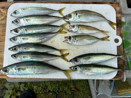 サバの釣果