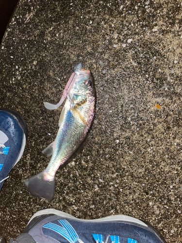 イシモチの釣果