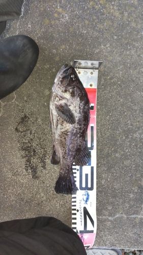 クロソイの釣果