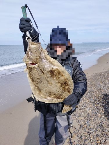 ヒラメの釣果