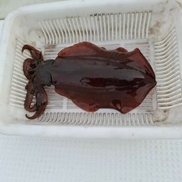 アオリイカ