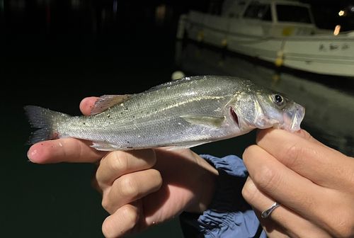 セイゴ(マルスズキ)の釣果