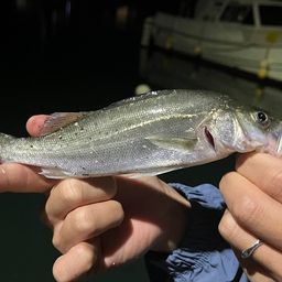 セイゴ（マルスズキ）