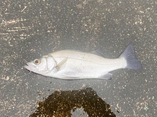 フッコ(マルスズキ)の釣果