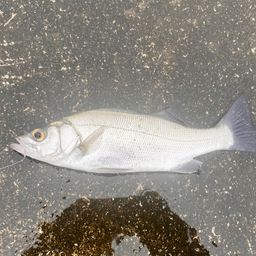 フッコ（マルスズキ）