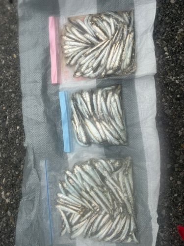 カタクチイワシの釣果