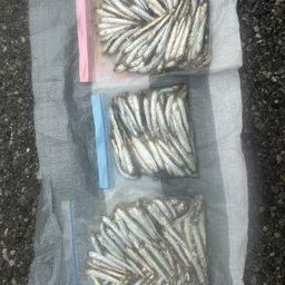 カタクチイワシ