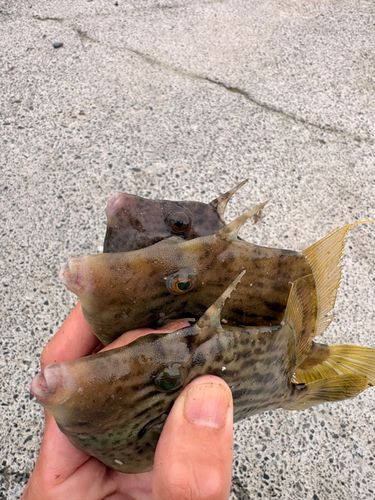 カワハギの釣果