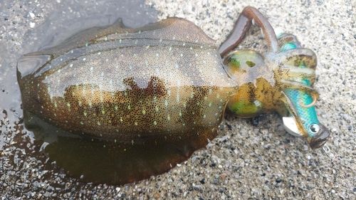 アオリイカの釣果