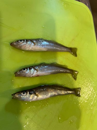 シロギスの釣果