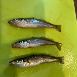 シロギス