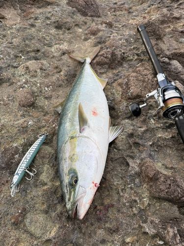 ワラサの釣果