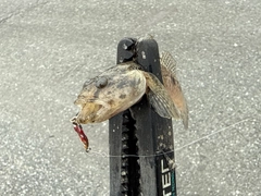 ウロハゼの釣果