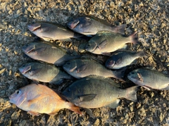 クチブトグレの釣果