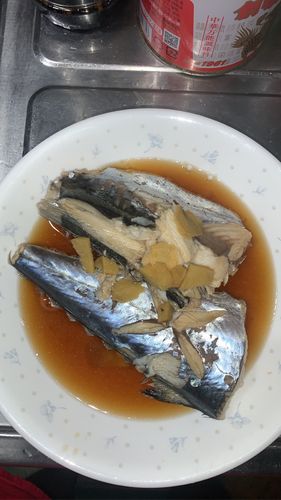 サゴシの釣果