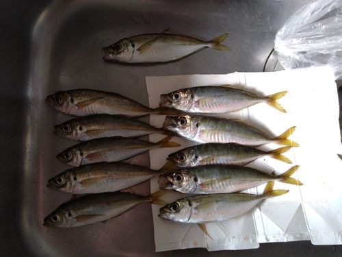 アジの釣果