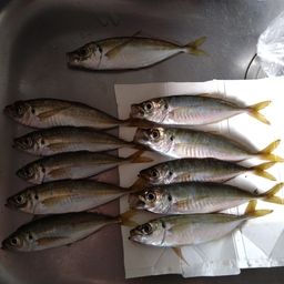 アジ
