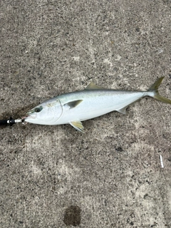 サゴシの釣果