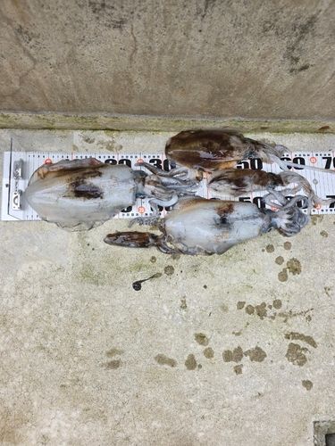 アオリイカの釣果
