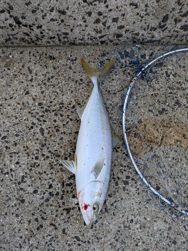 伊万里湾