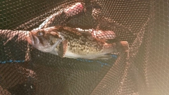 クロソイの釣果