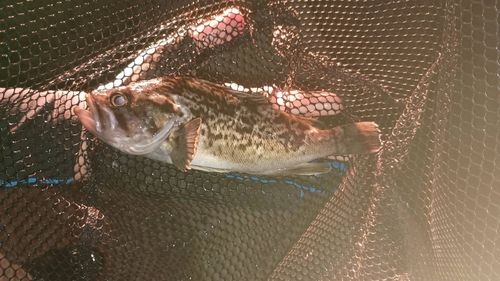 クロソイの釣果