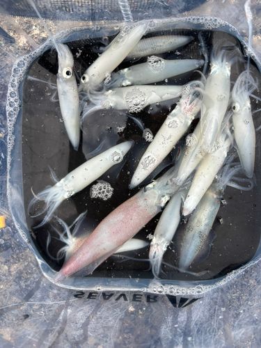 マメイカの釣果