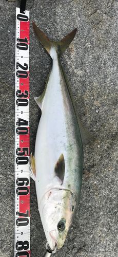 ブリの釣果