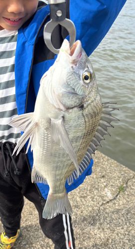クロダイの釣果