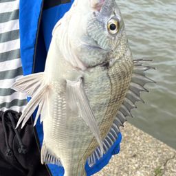 クロダイ