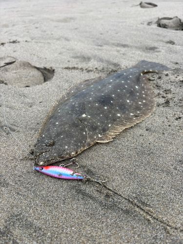ソゲの釣果
