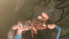 クロソイの釣果