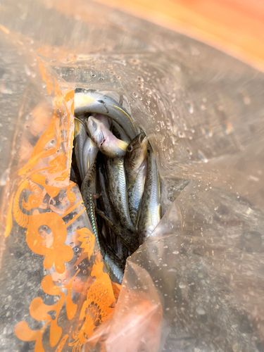 ハゼの釣果