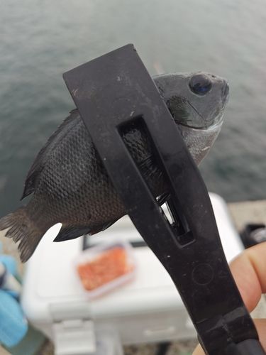 メジナの釣果