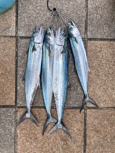 サゴシの釣果
