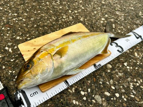 ショゴの釣果