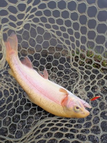 ニジマスの釣果