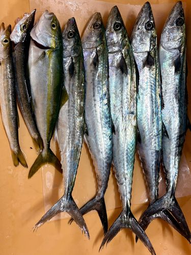 サゴシの釣果