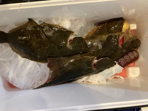 ヒラメの釣果