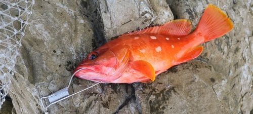 アカハタの釣果